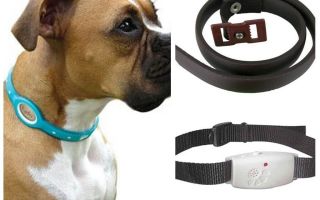 Best flea and tick dog collars