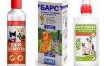 Das beliebteste und wirksamste Flohshampoo für Hunde