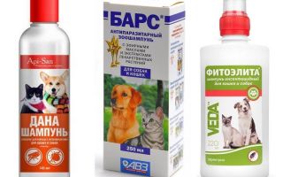 The most popular and effective flea shampoo for dogs