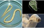 Confronto tra Giardia e Worms