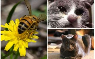 What to do if a cat is bitten by a bee