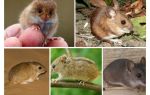 Kinds and types of mice