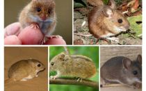 Kinds and types of mice