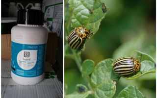 Remedy for the Colorado potato beetle Boreas