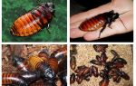 Madagascar hissing cockroaches