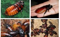 Madagascar hissing cockroaches