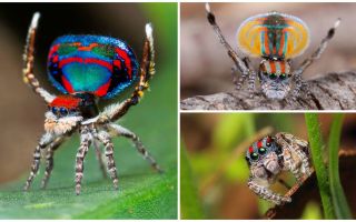 Description and photo of the peacock spider