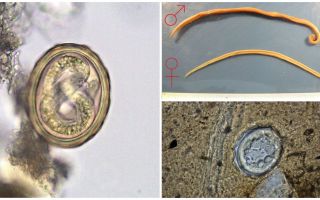 The scheme of the life cycle of the development of human roundworm