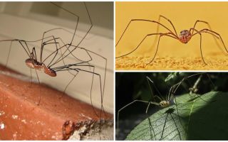 Spider mow mit langen, dünnen Beinen