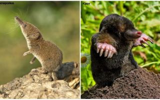 Wie man eine Spitzmaus von einem Maulwurf unterscheidet