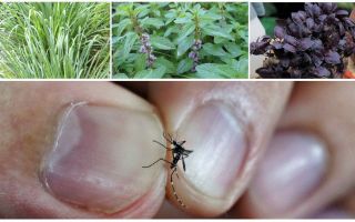 What plants repel mosquitoes: grass, trees and flowers