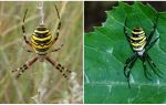 Spider wasp with yellow stripes on the back