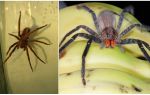 Spiders in bananas in Russia