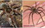 Description and photos of the largest spiders in the world