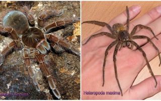 Description and photos of the largest spiders in the world