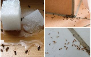 How to get rid of ants in a private house folk remedies