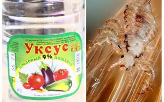 How to remove vinegar lice and nits