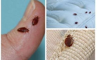 How to get rid of bedbugs and cockroaches