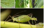 What does aphid look like?