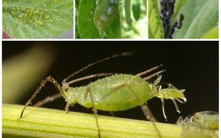 What does aphid look like?