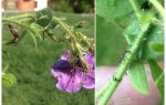 Wie man mit Blattläusen auf Petunias Folk und Einkaufsmöglichkeiten umgehen kann