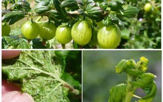 Come sbarazzarsi di afidi sull'uva spina