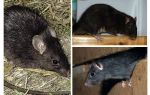 Schwarze Ratten