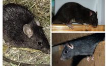 Schwarze Ratten