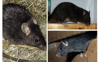 Black rats