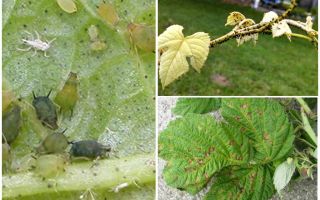 How to get rid of aphids on raspberries