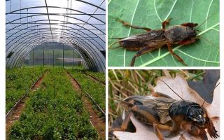 Fighting with Medvedka in the greenhouse