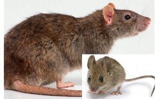 What is the difference between a mouse and a rat?