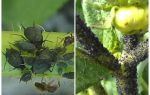 Wie man mit schwarzen Blattläusen auf Tomaten und Gurken umgeht