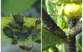 Wie man mit schwarzen Blattläusen auf Tomaten und Gurken umgeht