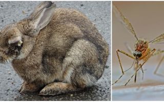 How to save rabbits from mosquitoes on the street and in the rabbitry