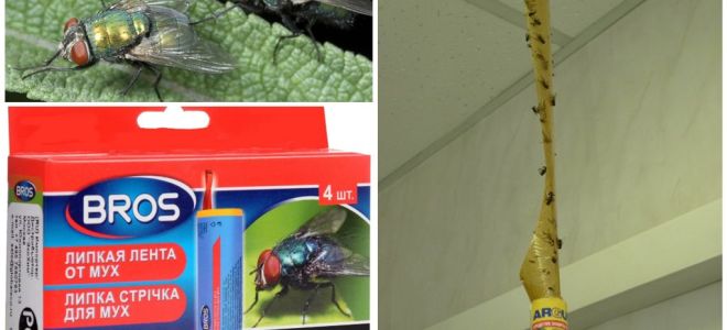 Shop and folk remedies for flies