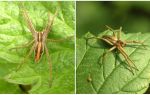 Description and photos of the spiders of the Saratov region