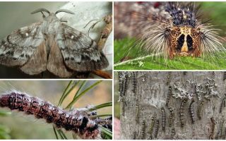 Description and photo of a caterpillar and butterfly of the Siberian silkworm