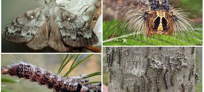 Beschreibung und Foto einer Raupe und eines Schmetterlinges der sibirischen Seidenraupe