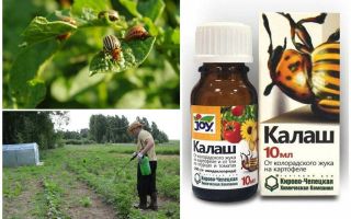 Means Kalash from the Colorado potato beetle