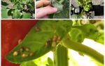 What and how to deal with aphids on pepper in a greenhouse and open field