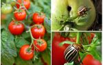 How to process tomatoes from the Colorado potato beetle