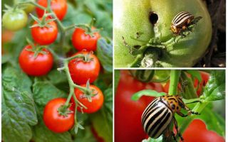 How to process tomatoes from the Colorado potato beetle