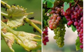 How to deal with aphids on grapes folk and shopping means