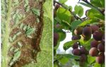 How and what to process aphids on plum