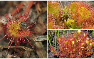 Name, description and photo of the plant that eats flies