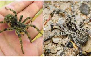 South Russian tarantula (spider Mizgir)