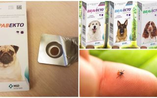 Tablets Bravekto from ticks for dogs