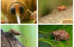 Acorn Weevil