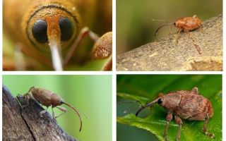 Acorn Weevil